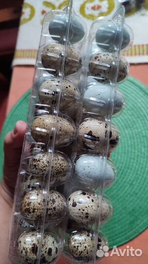 Яйца домашние перепелиные