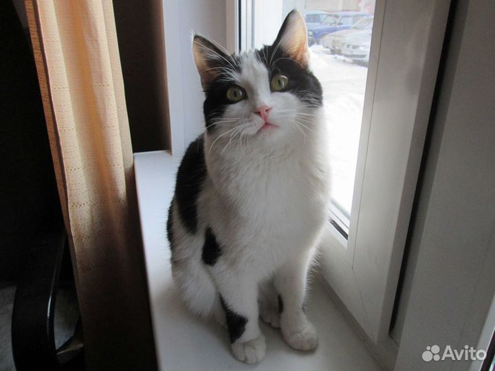 Отдаю кошечку