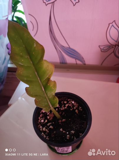 Сциндапсус, Филодендроны, Калатея, Ринг оф Файер