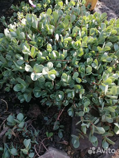 Многолетники