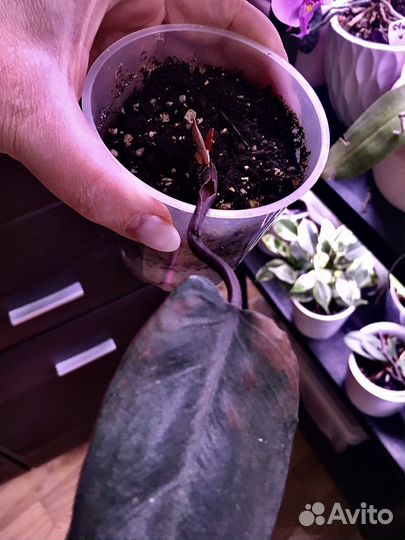 Филодендрон Розовая принцесса