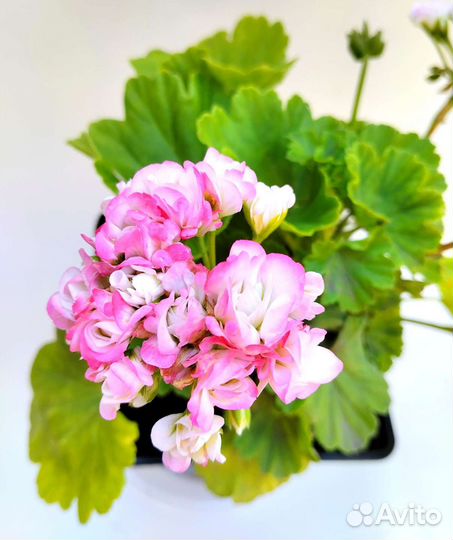 Пеларгония (герань)