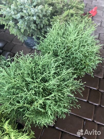 Туя мистер боулинг болл