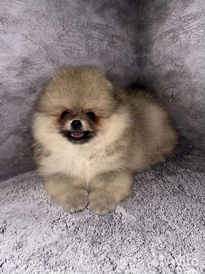 Померанский шпиц мини