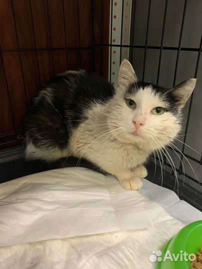 Котик ищет дом