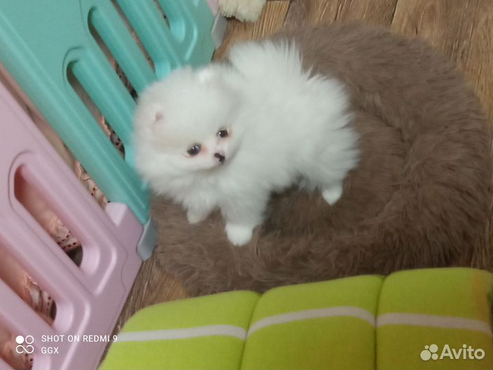 Померанский шпиц