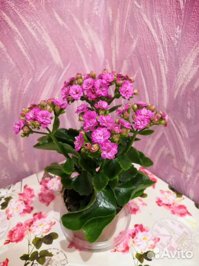 Каланхое цветущее