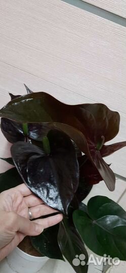 Антуриум Гигант Блэк