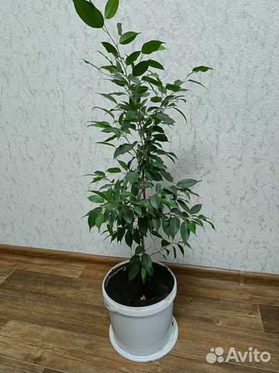 Фикус бенджамина