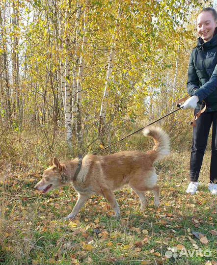 Солнышко приюта
