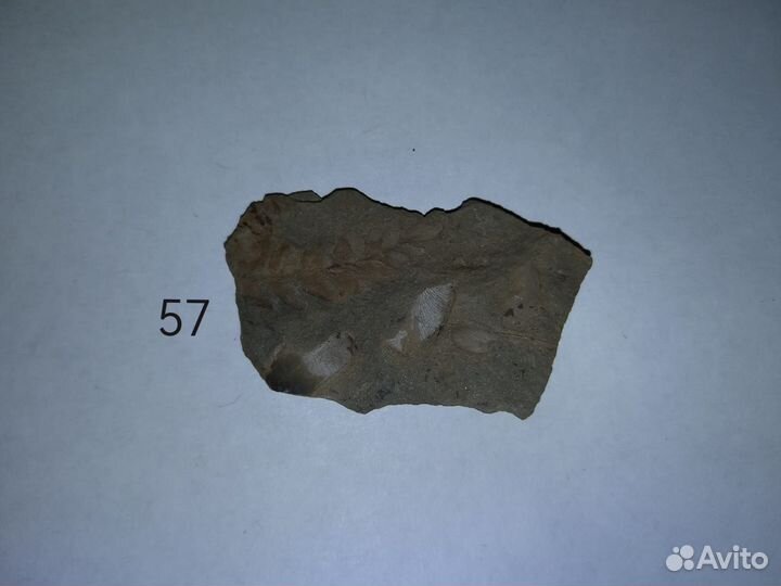 Окаменелые растения. Карбон