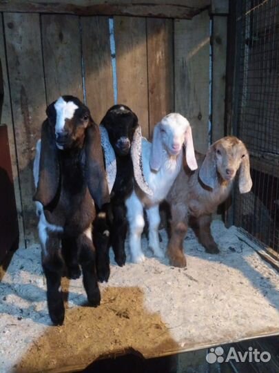 Нубийские козлята