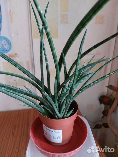 Алое, кактус, амарилис, аглоанема,цилиндрика, Юкка