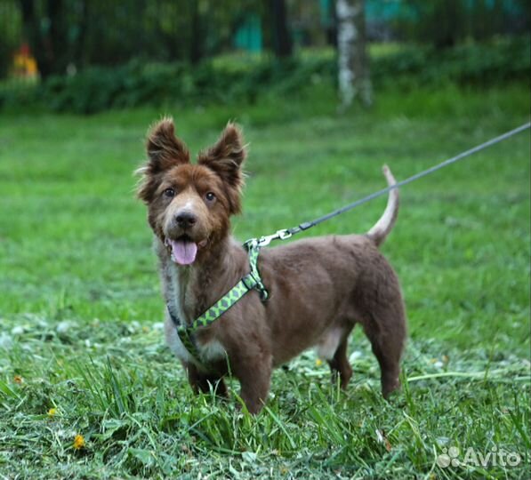 Собака коротколапик в добрые ручки