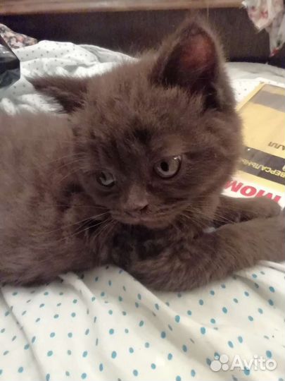 Котенок мальчик шотланский