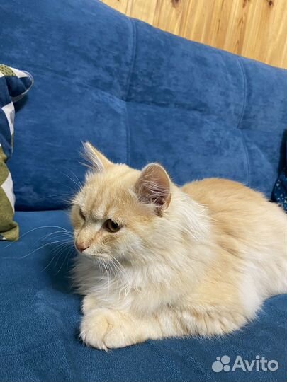 Кошка в дар