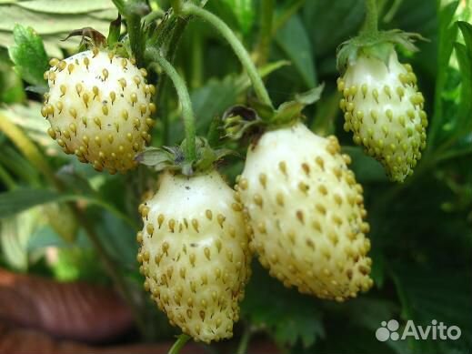 Земляника белая-саженцы