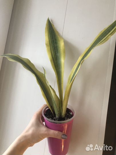 Сансевиерия Йеллоустоун