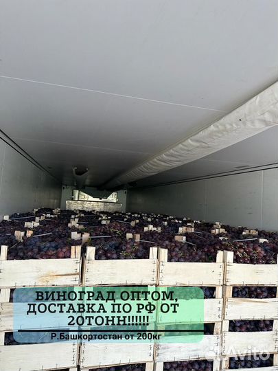 Виноград оптом от 200 кг