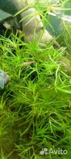 Аквариумное растение наяс