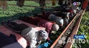 Вахта Сборщик огурцов г. Волжский