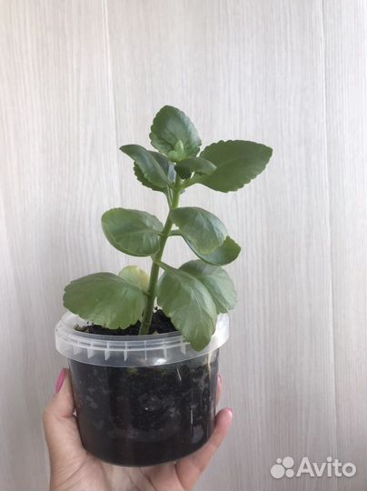 Алоэ и каланхоэ