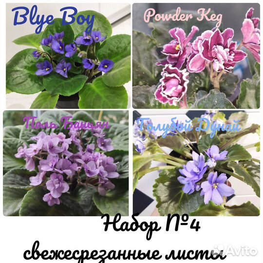 Наборы свежесрезанных листов фиалок/цветы