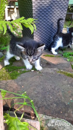 Котята в добрые руки девочки