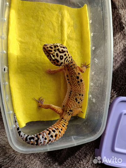 Геккон эублефар