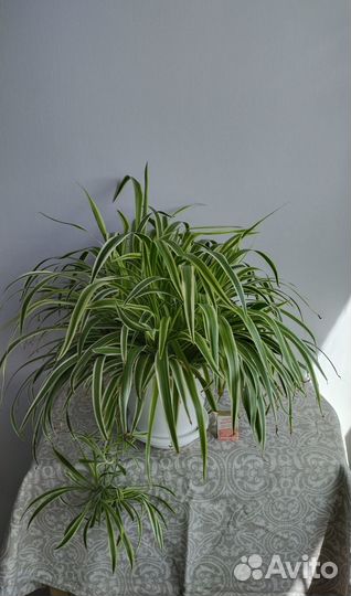 Комнатные растения 1 часть