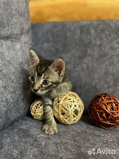 Котята в добрые руки бесплатно