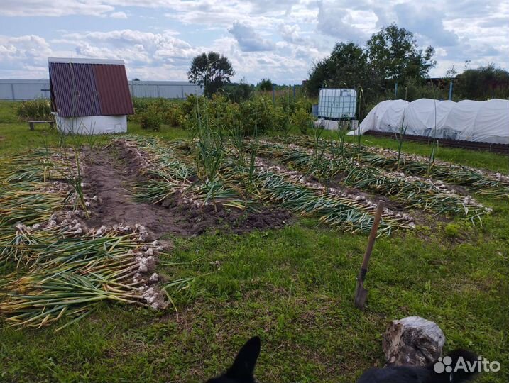 Продам чеснок