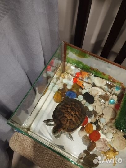 Маленькая черепаха