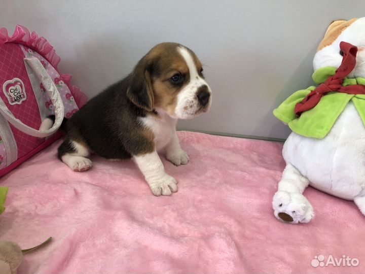 Щенки бигль