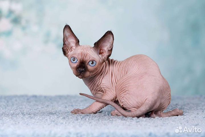 Эльф, Канадский сфинкс