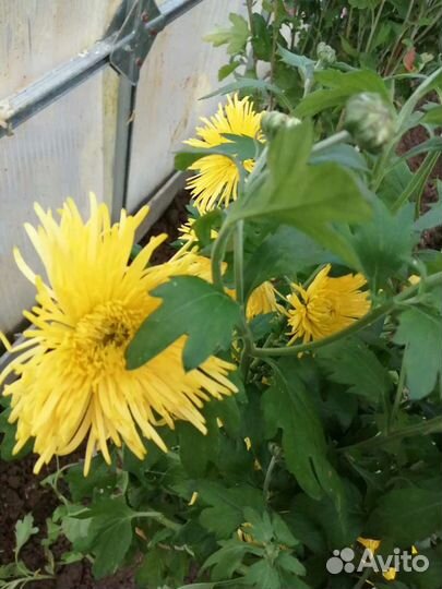 Хризантемы и герани, букеты