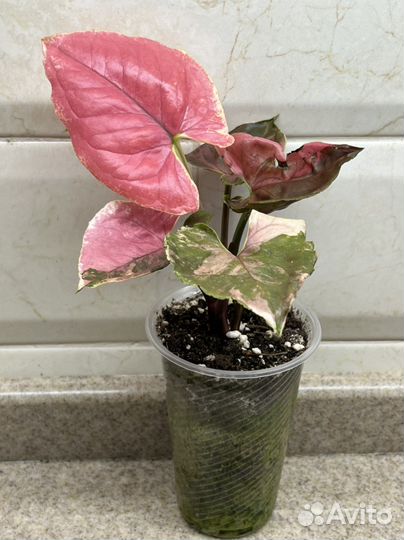 Сингониум Клубничный лёд