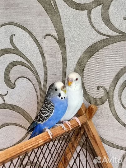 Волнистый попугай пара