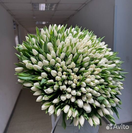 Белый тюльпан