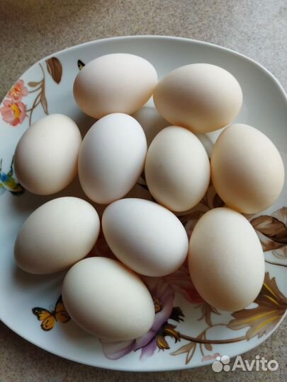 Утиные яйца