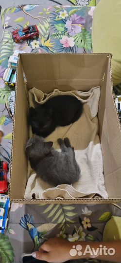 Отдам котят в добрые руки