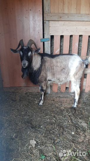 Козел альпийский