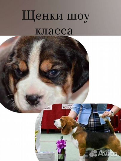 Щенки бигль шоу класса