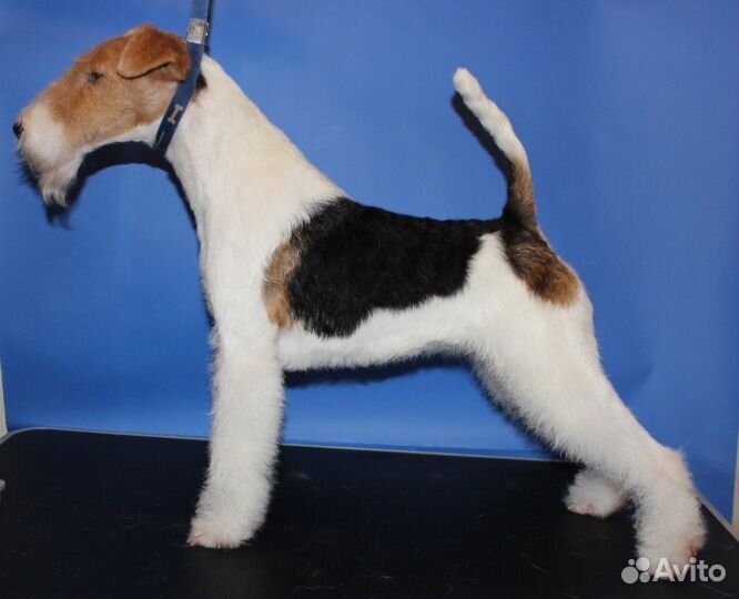 Стрижка собак и кошек. Подробности в объявлении