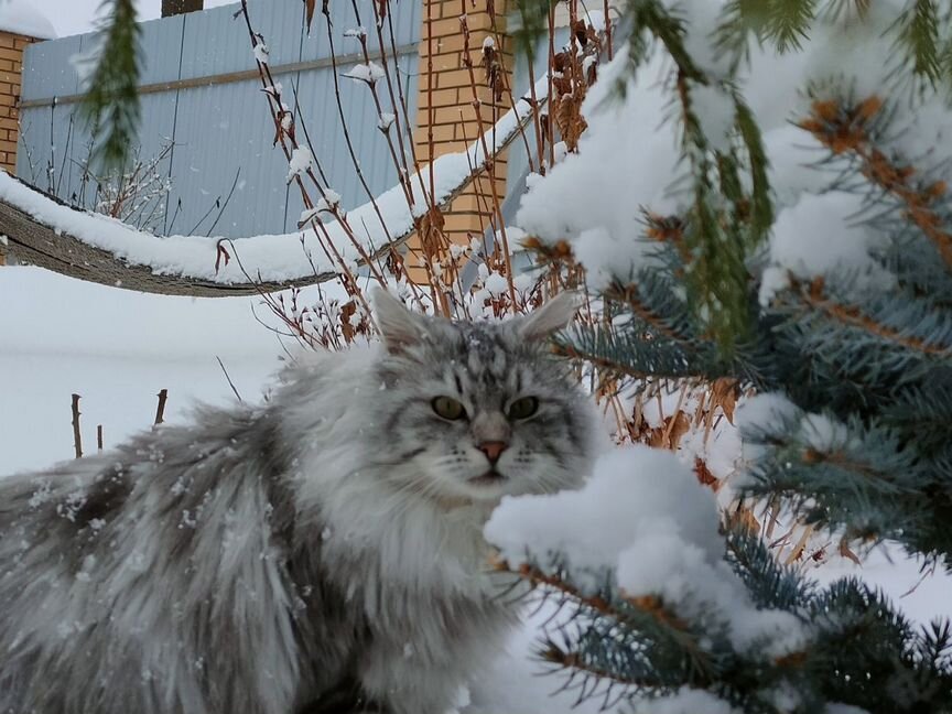 Кот курильский бобтейл вязка