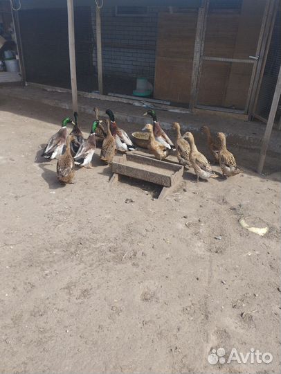 Инкубационное яйцо утки индийский бегунок