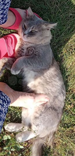 Дом 56 м² на участке 14 сот.