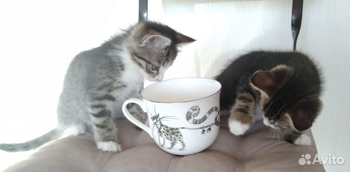 Котята-Сентябрята Маргоша и Тимоша