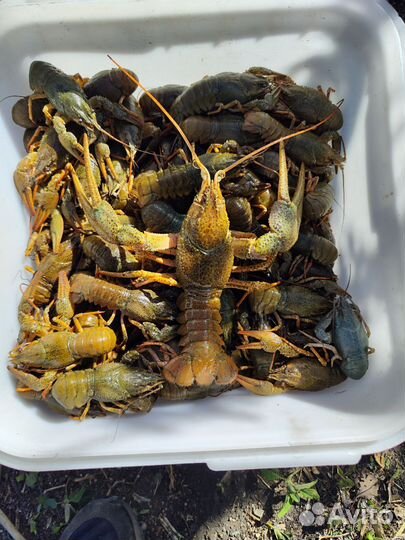Живые раки оптом и розница