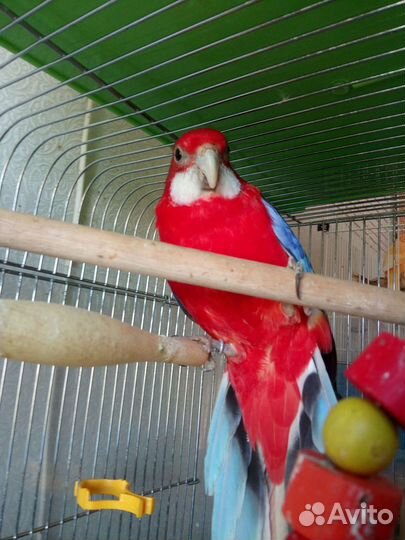 Розелла красный